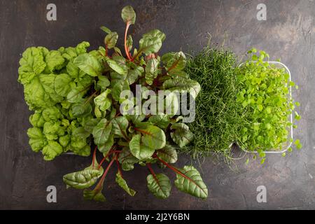 Set di scatole con germogli micrograni di lardo, cipolla, trifoglio, basilico su fondo di cemento nero. Vista dall'alto, disposizione piatta, spazio di copia. Foto Stock