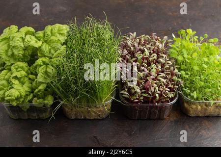 Set di scatole con germogli di cipolla, trifoglio, basilico su fondo di cemento nero. Vista laterale, spazio di copia. Foto Stock