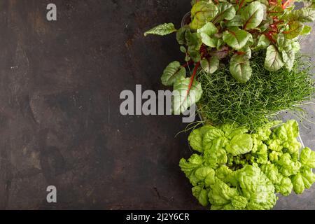 Set di scatole con germogli micrograni di cipolla, chard, basilico su fondo di cemento nero. Vista dall'alto, disposizione piatta, spazio di copia. Foto Stock