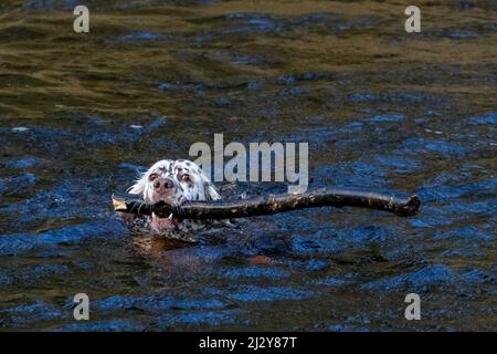 Cane che nuota in un fiume che attacca un bastone. REGNO UNITO Foto Stock