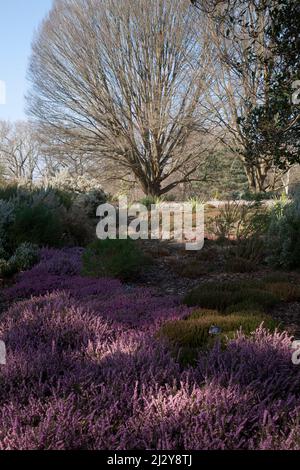 erica viola in primavera wisley surrey inghilterra Foto Stock