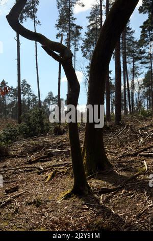 Epsom Surrey Inghilterra Epsom comune Riserva Naturale locale Woodland Foto Stock