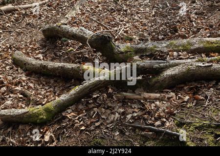 Epsom Surrey Inghilterra Epsom Riserva Naturale locale comune foglie di quercia e albero caduto da danni Storm Foto Stock