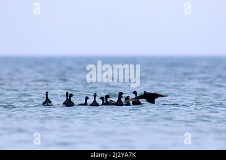 Comune scatters (Melanitta nigra) single femmina inseguito da diversi maschi / Drakes in courting gruppo in mare in inverno Foto Stock