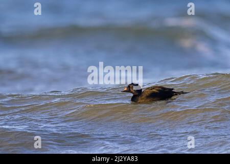 Comune Sparatutto (Melanitta nigra / Anas nigra) maschio / drake nuoto in acqua di mare in inverno Foto Stock