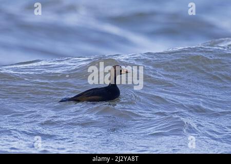 Comune Sparatutto (Melanitta nigra / Anas nigra) maschio / drake swimming nel Mar Baltico in inverno Foto Stock