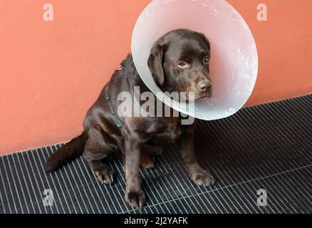 Cane labrador retriever marrone abbattuto che indossa un grande collo di cono di plastica fornito dal veterinario post chirurgia per evitare che leccare una ferita o injur Foto Stock