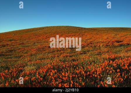 Collina ricoperta di papaveri californiani nell'Antelope Valley. L'Antelope Valley si trova all'interno del deserto del Mojave, nella California meridionale. Foto Stock