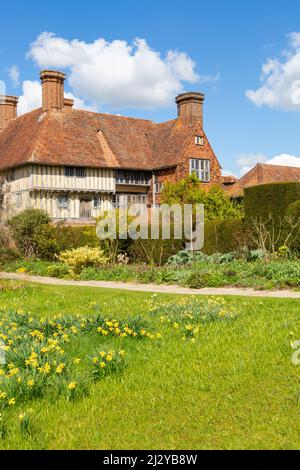 Grande casa Dixter e giardini, narcisi in fiore, Northiam, East Sussex, regno unito Foto Stock