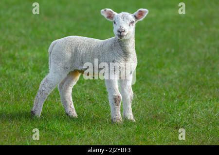 Primo piano di un agnello neonato con volto felice e sorridente in Springtime. Di fronte in avanti in verde prato. Yorkshire Dales, Regno Unito. Orizzontale. Spazio di copia. Foto Stock