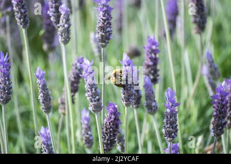 Carpenter Bee (Xylocopa violacea) sulla pianta della lavanda, fiore nelle Isole Canarie, Spagna. Foto Stock