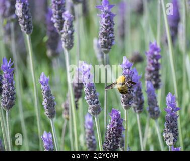Carpenter Bee (Xylocopa violacea) sulla pianta della lavanda, fiore nelle Isole Canarie, Spagna. Foto Stock