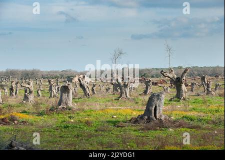 tronchi di olivo affetti da xilella fascidiosa pronti per la rimozione Foto Stock