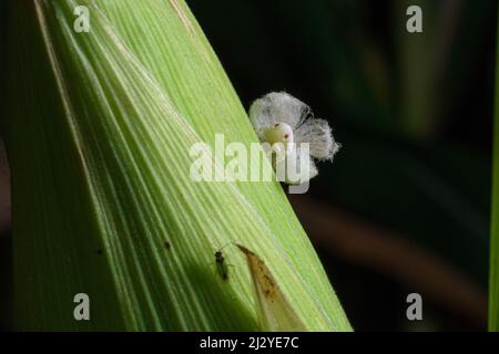 Ritratto estremamente affilato e dettagliato di Lawana cospersa a su una pianta di mais. Foto Stock