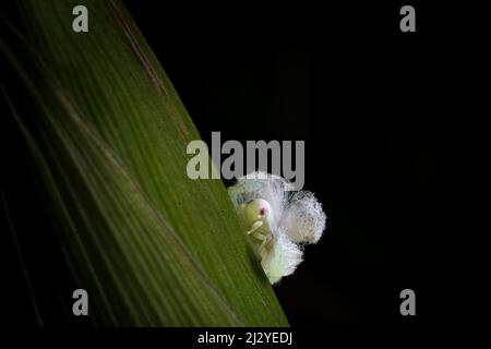 Ritratto estremamente affilato e dettagliato di Lawana cospersa a su una pianta di mais. Foto Stock