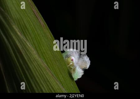 Ritratto estremamente affilato e dettagliato di Lawana cospersa a su una pianta di mais. Foto Stock