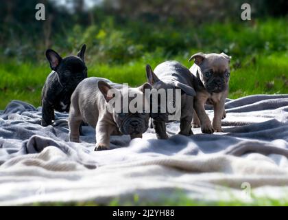 fila di adorabili cuccioli di bulldog francese che giocano in giardino su una coperta sole estate giorno estati giorno offuscato sfondo copia spazio superiore e inferiore Foto Stock