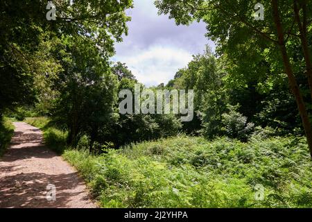 Una bella foto di una strada forestale circondata da una fitta vegetazione. Foto Stock