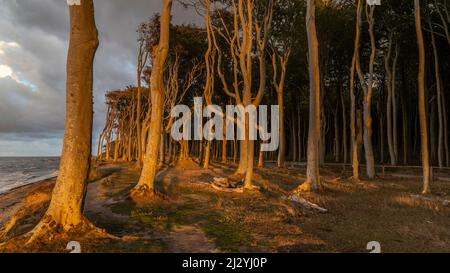 Foresta costiera, foresta fantasma, Nienhagen, Meclemburgo Pomerania occidentale, Germania alla luce della sera. Foto Stock