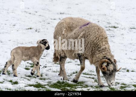 Pecora di Swaledale nuovo nato agnelli primavera nella neve Foto Stock