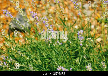 Lavanda. Fiori viola di lavanda su campo, primo piano. Aromaterapia. Architettura paesaggistica. Foto Stock