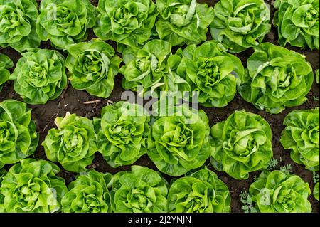 Lattuga fresca biologica in una serra rurale. File di giovani pianta di lattuga. Lattuga pronta per una fresca insalata estiva. Foto Stock