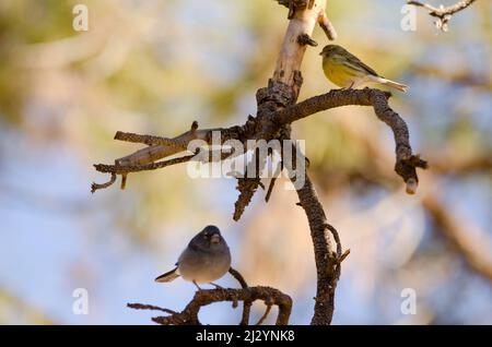 Maschio Tenerife blu chaffinch Fringilla teydea sul fondo e femmina Atlantic canary Serinus canaria sulla parte superiore. Las Lajas. Tenerife. Isole Canarie. Spagna. Foto Stock