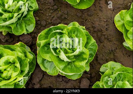 Lattuga fresca biologica in una serra rurale. File di giovani pianta di lattuga. Lattuga pronta per una fresca insalata estiva. Foto Stock