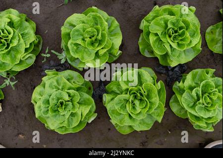 Lattuga fresca biologica in una serra rurale. File di giovani pianta di lattuga. Lattuga pronta per una fresca insalata estiva. Foto Stock