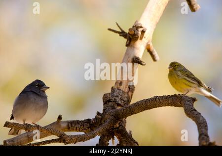 Maschio Tenerife blu chaffinch Fringilla teydea a sinistra e femmina Atlantic canary Serinus canaria a destra. Tenerife. Isole Canarie. Spagna. Foto Stock