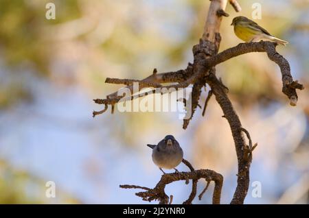 Maschio Tenerife blu chaffinch Fringilla teydea sul fondo e femmina Atlantic canary Serinus canaria sulla parte superiore. Las Lajas. Tenerife. Isole Canarie. Spagna. Foto Stock