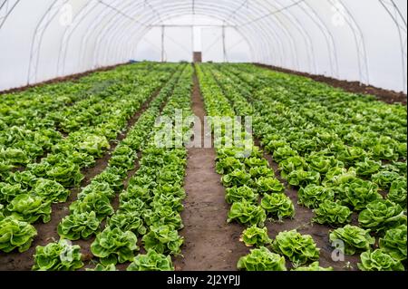 Lattuga fresca biologica in una serra rurale. File di giovani pianta di lattuga. Lattuga pronta per una fresca insalata estiva. Insalata piante in serra wit Foto Stock