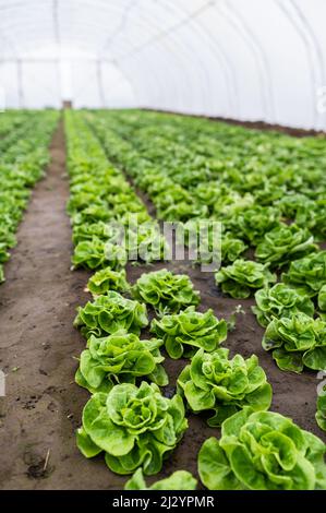 Lattuga fresca biologica in una serra rurale. File di giovani pianta di lattuga. Lattuga pronta per una fresca insalata estiva. Insalata piante in serra wit Foto Stock