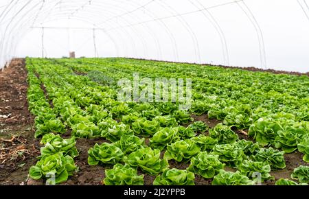 Lattuga fresca biologica in una serra rurale. File di giovani pianta di lattuga. Lattuga pronta per una fresca insalata estiva. Insalata piante in serra wit Foto Stock