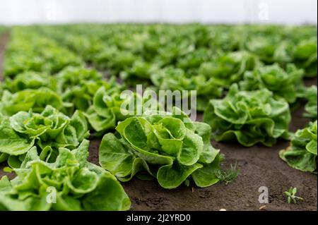 Lattuga fresca biologica in una serra rurale. File di giovani pianta di lattuga. Lattuga pronta per una fresca insalata estiva. Insalata piante in serra wit Foto Stock