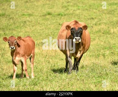 Le mucche Jersey fuori su pascolo o campo biologico, le mucche sane di colore marrone rossastro sono usate per la produzione casearia, nella fattoria in Osseo, Wisconsin, Stati Uniti Foto Stock