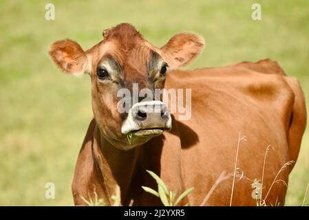 Le mucche Jersey fuori su pascolo o campo biologico, le mucche sane di colore marrone rossastro sono usate per la produzione casearia, nella fattoria in Osseo, Wisconsin, Stati Uniti Foto Stock