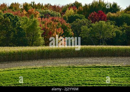Campo d'oro di mais pronto per la raccolta, fila di fieno verde di erba medica all'inizio dell'autunno, con foglie che cambiano colore nelle foreste di boschi, Osseo, Wisconsin, USA Foto Stock