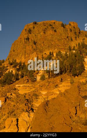 Scogliera rocciosa e pini dell'isola delle Canarie. Vilaflor. Tenerife. Isole Canarie. Spagna. Foto Stock