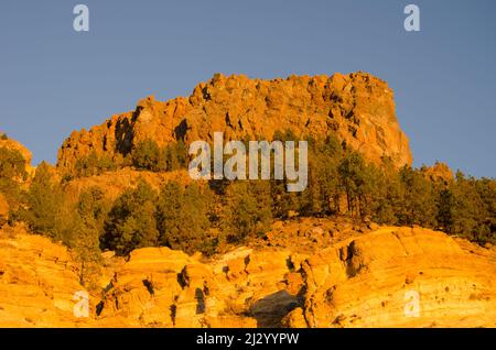 Scogliera rocciosa e pini delle isole Canarie Pinus canariensis. Vilaflor. Tenerife. Isole Canarie. Spagna. Foto Stock