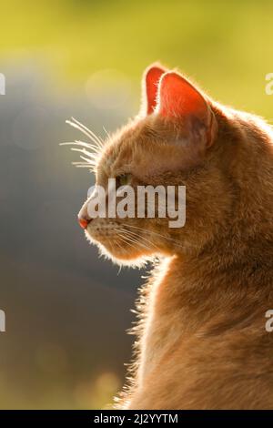Un gatto arancione retroilluminato da un tramonto con uno sfondo verde lussureggiante Foto Stock