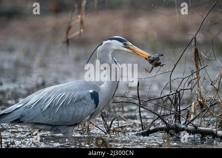 Great Blue Heron caccia di rane a Fairburn Ings Nature Reserve UK Foto Stock