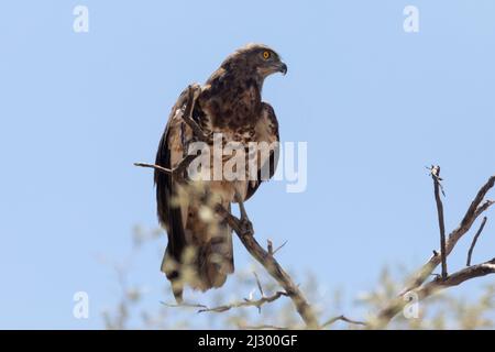 Sub-adulto: Aquila di serpente dal mantello nero (Circaetus pectoralis) Kgalagadi Transfrontier Park, Kalahari, Capo Nord, Sudafrica Foto Stock