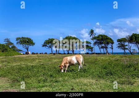 Costa settentrionale, Pointe Allegre, basse-Terre, Guadalupa, Antille minori, Caraibi. Foto Stock