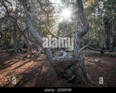 Alberi a forma di vento nella foresta di Trollskogen sull'isola di Öland, nella Svezia orientale Foto Stock