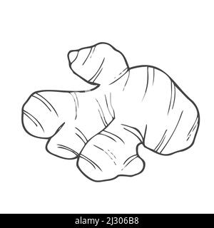 Pianta di radice di zenzero. Illustrazione vettoriale dello schizzo disegnata a mano isolata in bianco. Erbe speziate. Zenzero Doodle design ingrediente di cottura per il cibo. Illustrazione Vettoriale