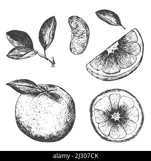 Arancio frutta raccolta di inchiostro disegnato a mano, elementi grafici. Illustrazione vettoriale. Disegno arancione per la progettazione del menu, illustrazione della brochure. Bianco e nero. Illustrazione Vettoriale