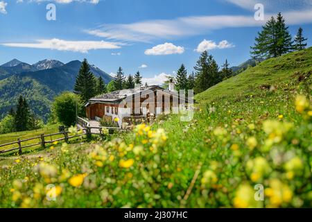 Edificio alpino con prato fiorito, gruppo Geigelstein sullo sfondo, Oberauerbrunstalm, Alpi del Chiemgau, alta Baviera, Baviera, Germania Foto Stock