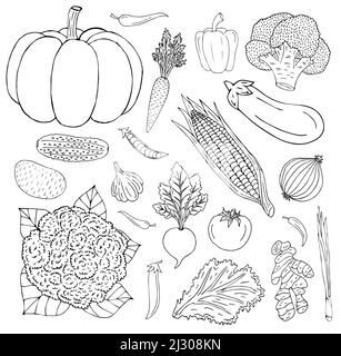 Vettore disegno a mano contorno set di verdure isolato su sfondo bianco Illustrazione Vettoriale