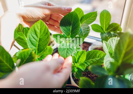 Controllo di nuovi hydrangeas che crescono in pentole a casa. Giardiniere che propaga piante sane da talee. Foto Stock